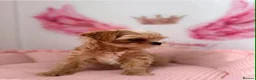 Maltipoo dogs for sale: Unique Love -Tiny Asian Maltipoo  - Advert 3