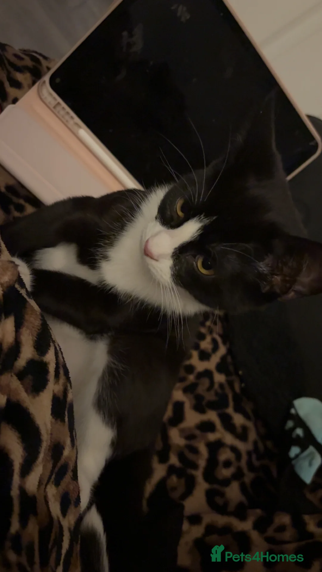 Mixed Breed cats for sale: Two black and white female kittens - Advert 2