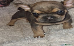 French Bulldog dogs for sale: French bulldogs  - Image 3