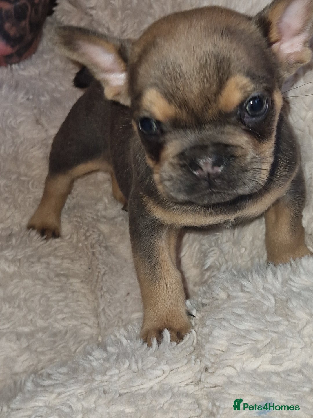 French Bulldog dogs for sale: French bulldogs  - Image 3