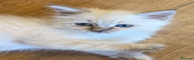 Ragdoll 2