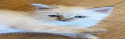 Ragdoll cats for sale: Discover the Wonder of Cherubim Ragdoll Kittens - Advert 3