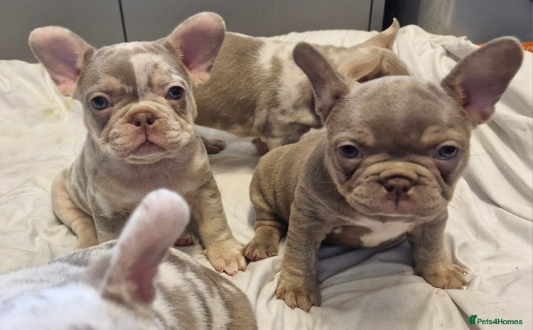French Bulldog dogs - Advert 5