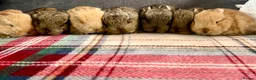 Continental Giant rabbits for sale: Continental giants  - Advert 10