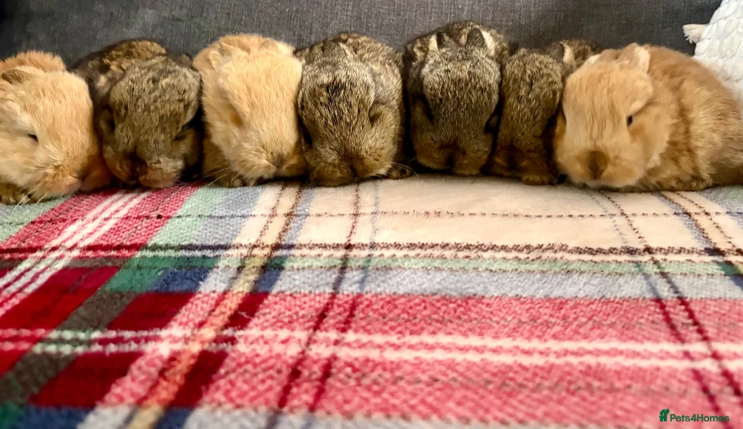 Continental Giant rabbits for sale: Continental giants  - Advert 10