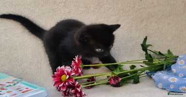 Mixed Breed cats - Advert 6