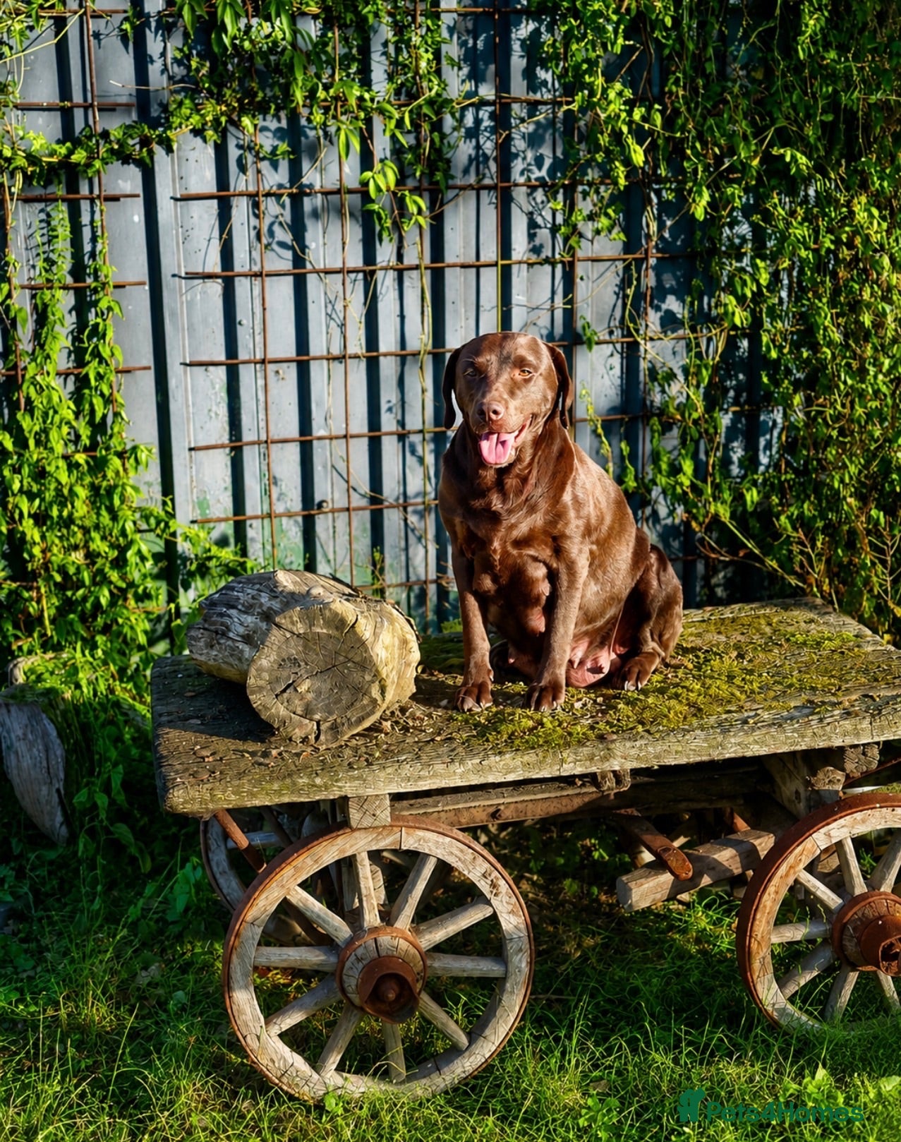 Labradoodle dogs for sale: Beautiful Chunky Chocolate Labradoodles - Advert 1