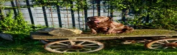 Labradoodle dogs for sale: Beautiful Chunky Chocolate Labradoodles - Advert 1