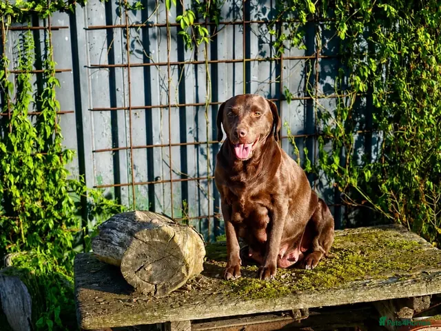 Labradoodle dogs for sale: Beautiful Chunky Chocolate Labradoodles - Advert 1