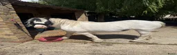 Irish Cob horses for sale: Sweet Poppet  - Advert 4