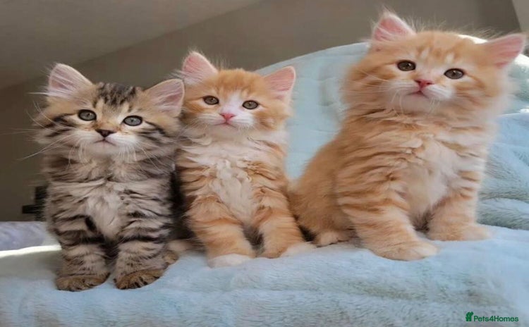 Mixed Breed cats - Advert 15