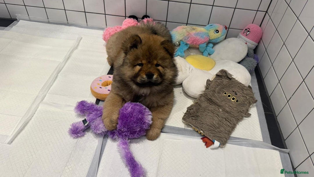 Chow Chow dogs for sale: Chow Puppies looking for new home - Image 2