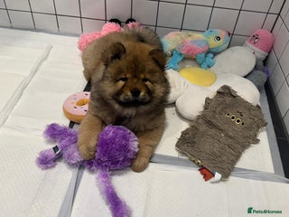Chow Chow dogs - Advert 12