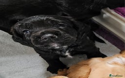 Cocker Spaniel dogs for sale: Working Cocker Spaniel Puppies  - Image 17