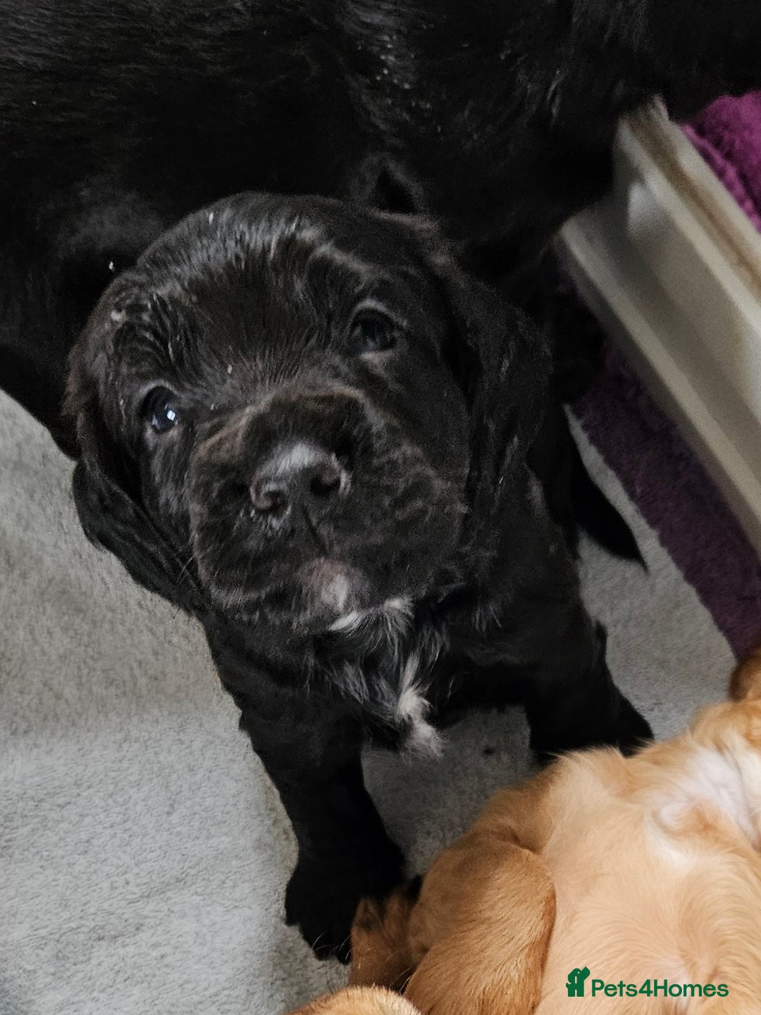 Cocker Spaniel dogs for sale: Working Cocker Spaniel Puppies  - Image 17