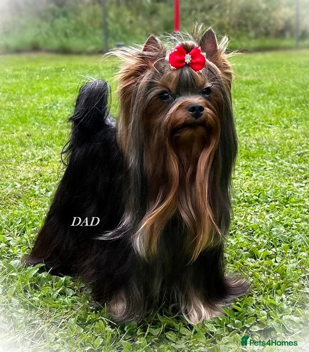 Yorkshire Terrier dogs for sale: CUTE YORKIES MERLES BLUE EYES - Advert 6