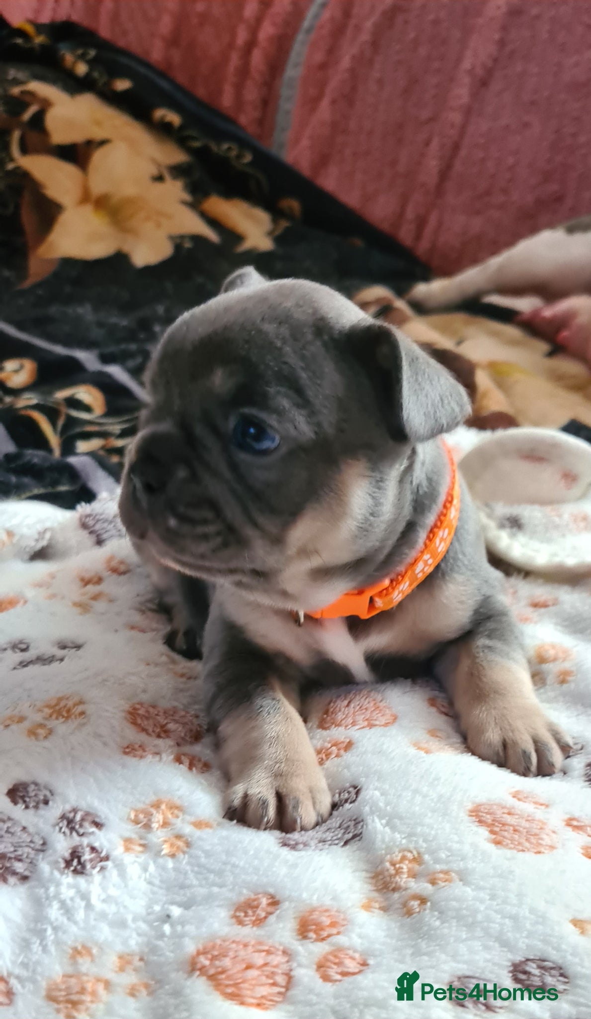French Bulldog dogs for sale: French bulldogs - Advert 2