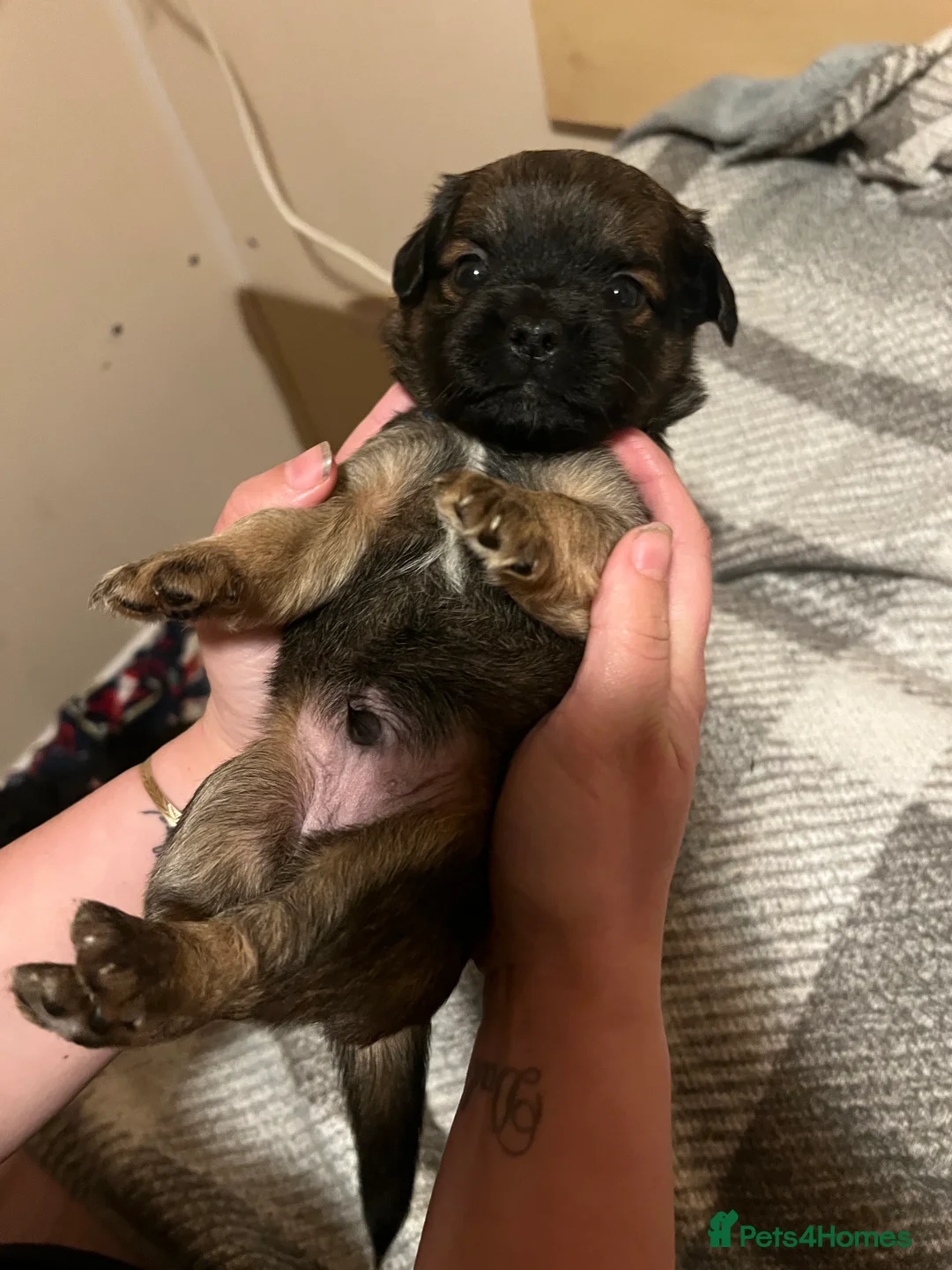 Chiweenie dogs for sale: 8 beautiful chiweenie‘s for sale - Advert 2