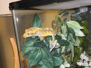 Gecko reptiles for sale - Advert 2