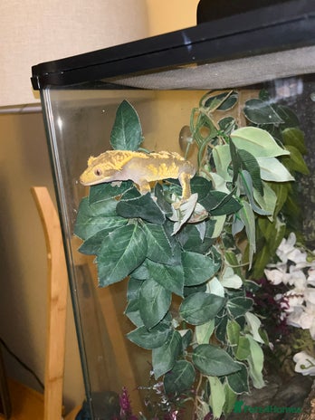 Gecko reptiles - Advert 2