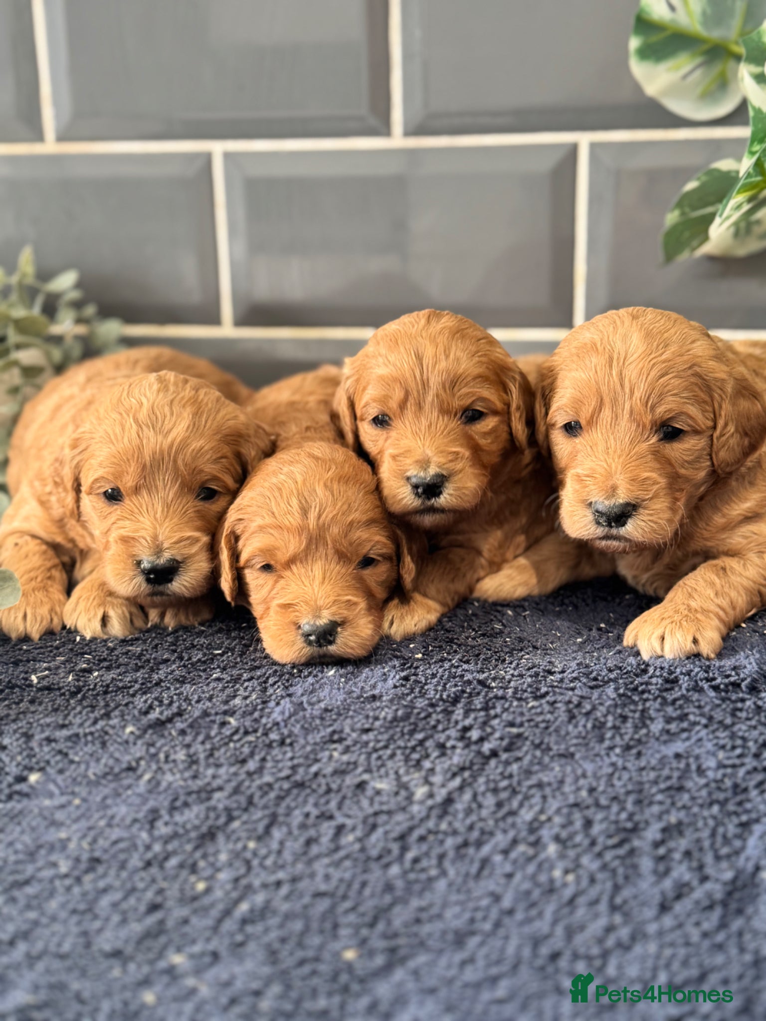 Mini Goldendoodle dogs Fantastic Miniature Goldendoodles  - Advert 1