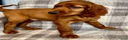 Irish Setter dogs for sale: Out standing litter of Irish setter puppies  - Advert 16