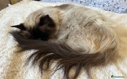 Bengal cats for sale: MUST GO TOGETHER  - Advert 6