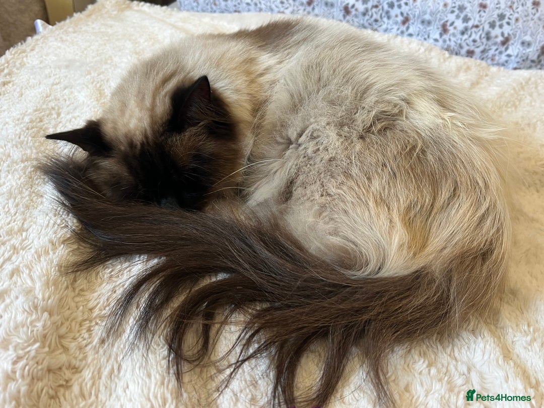 Bengal cats for sale: MUST GO TOGETHER  - Advert 6