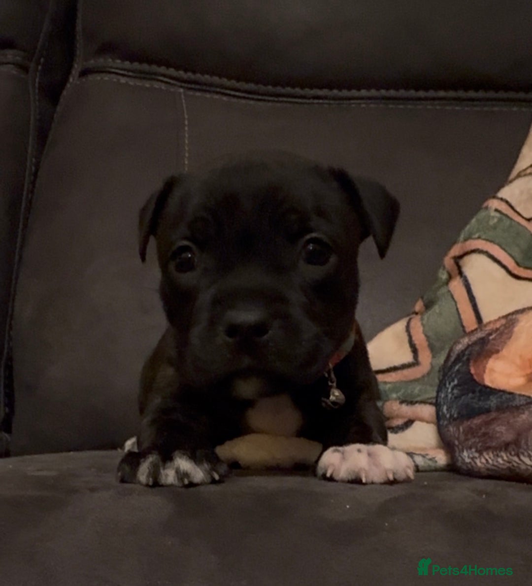 Staffordshire Bull Terrier dogs for sale: 6 Staffordshire pups - Advert 21