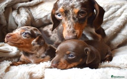 Miniature Dachshund dogs for sale: miniature dachshund puppies ready to reserve 🤍 - Image 1