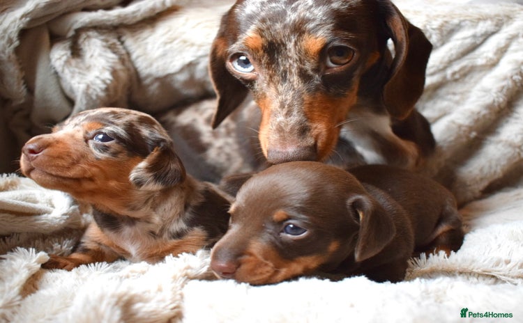 Miniature Dachshund dogs - Advert 1