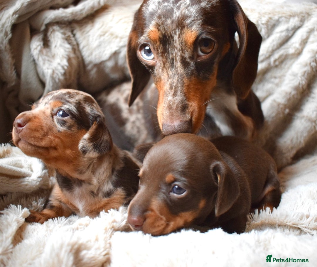 Miniature Dachshund dogs for sale: miniature dachshund puppies ready to reserve 🤍 - Image 1