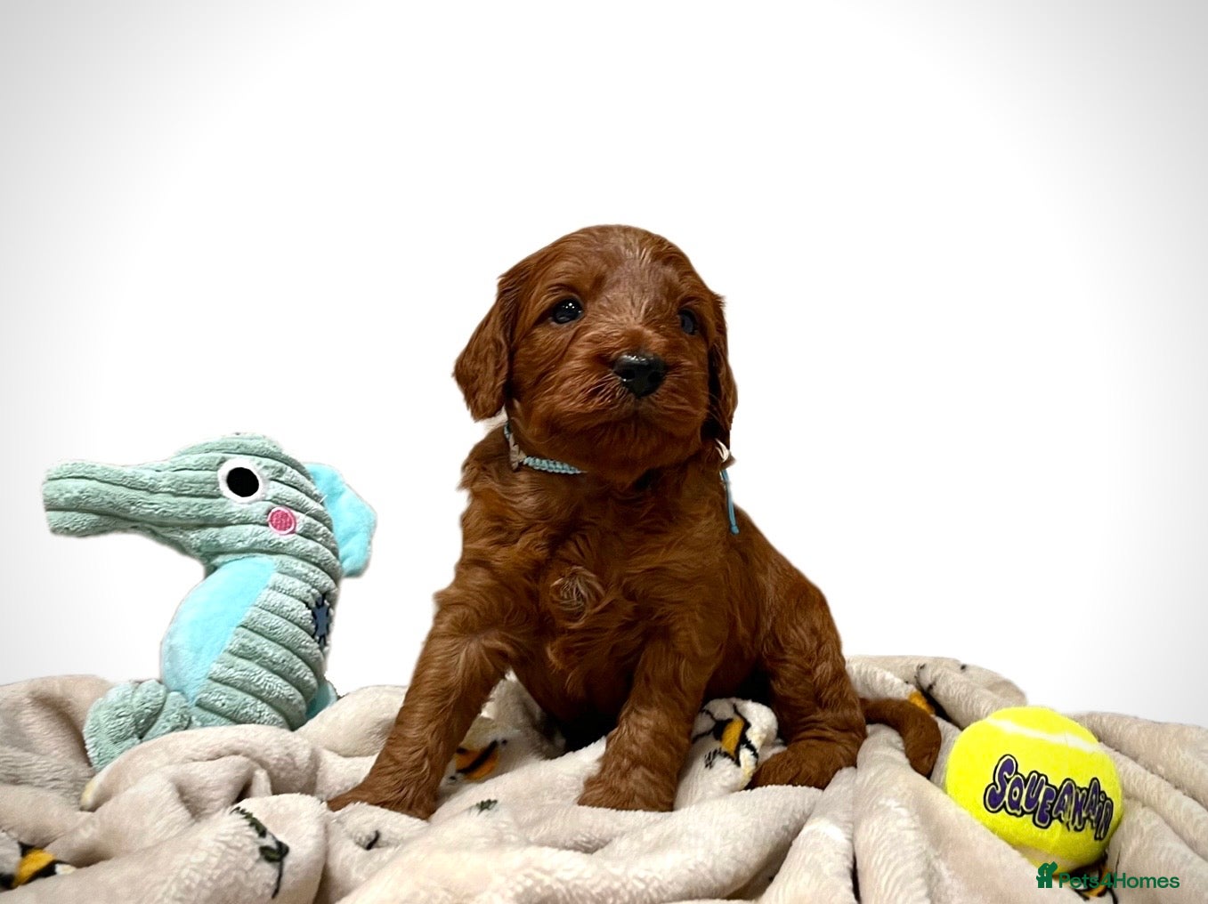 Cockapoo dogs 🌟Red F1BB Hypoallergenic DNA✅ Mini Show Cockapoos - Advert 10