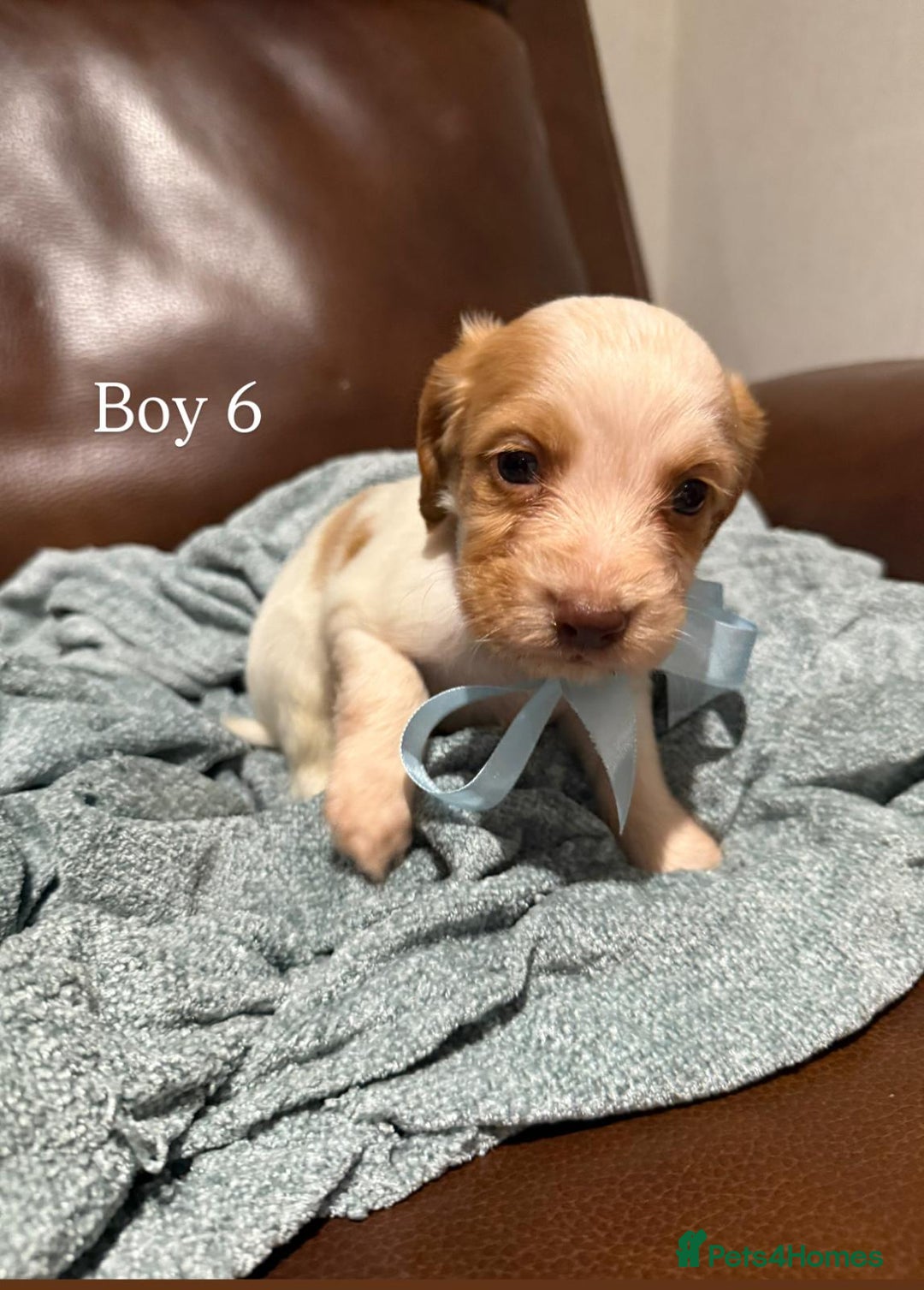 Cocker Spaniel dogs for sale: Cocker spaniel puppies  - Image 7