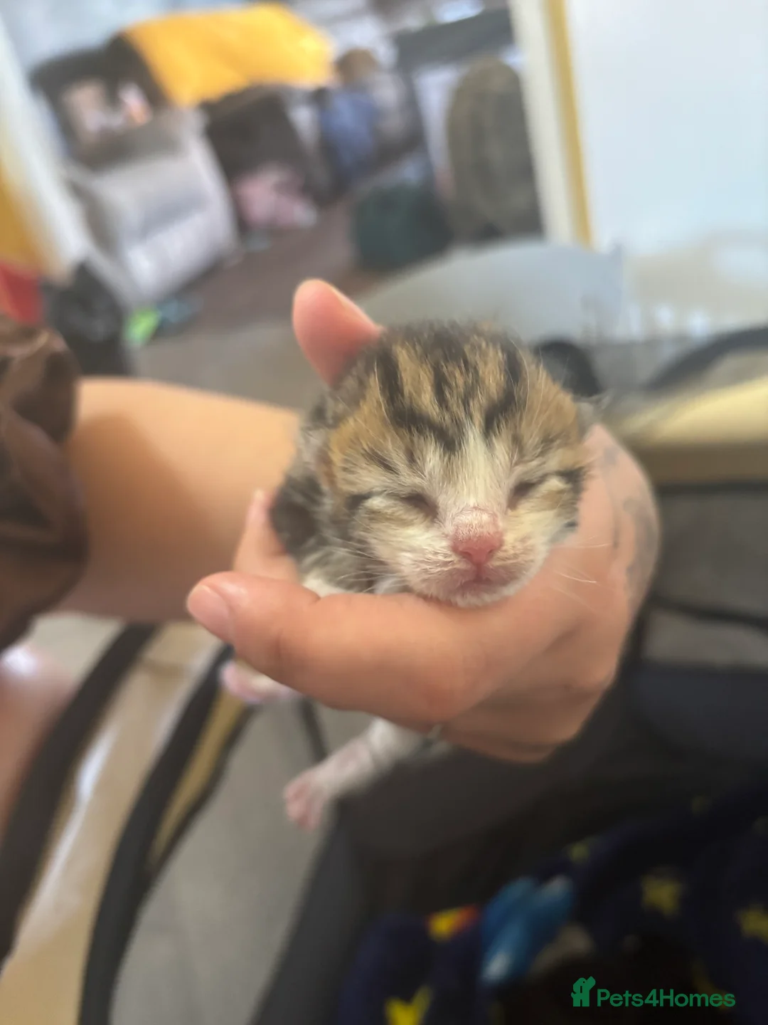 Mixed Breed cats for sale: Fluffy kittens - Advert 2