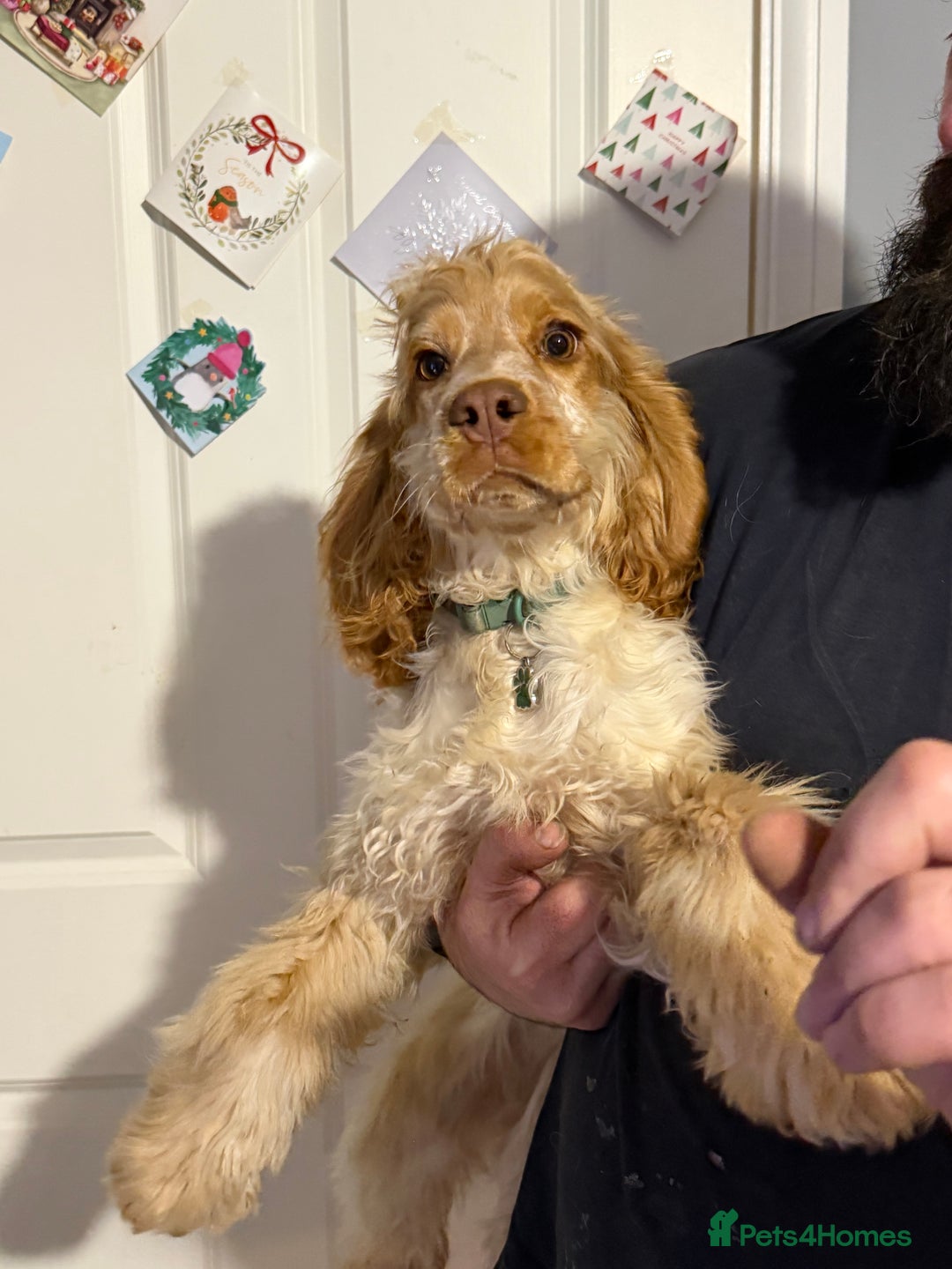 Cocker Spaniel dogs for sale: NOW RESERVED💙 - Advert 2