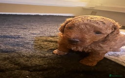 Cavapoochon dogs for sale: 1 male Cavapoochon for sale! - Image 3