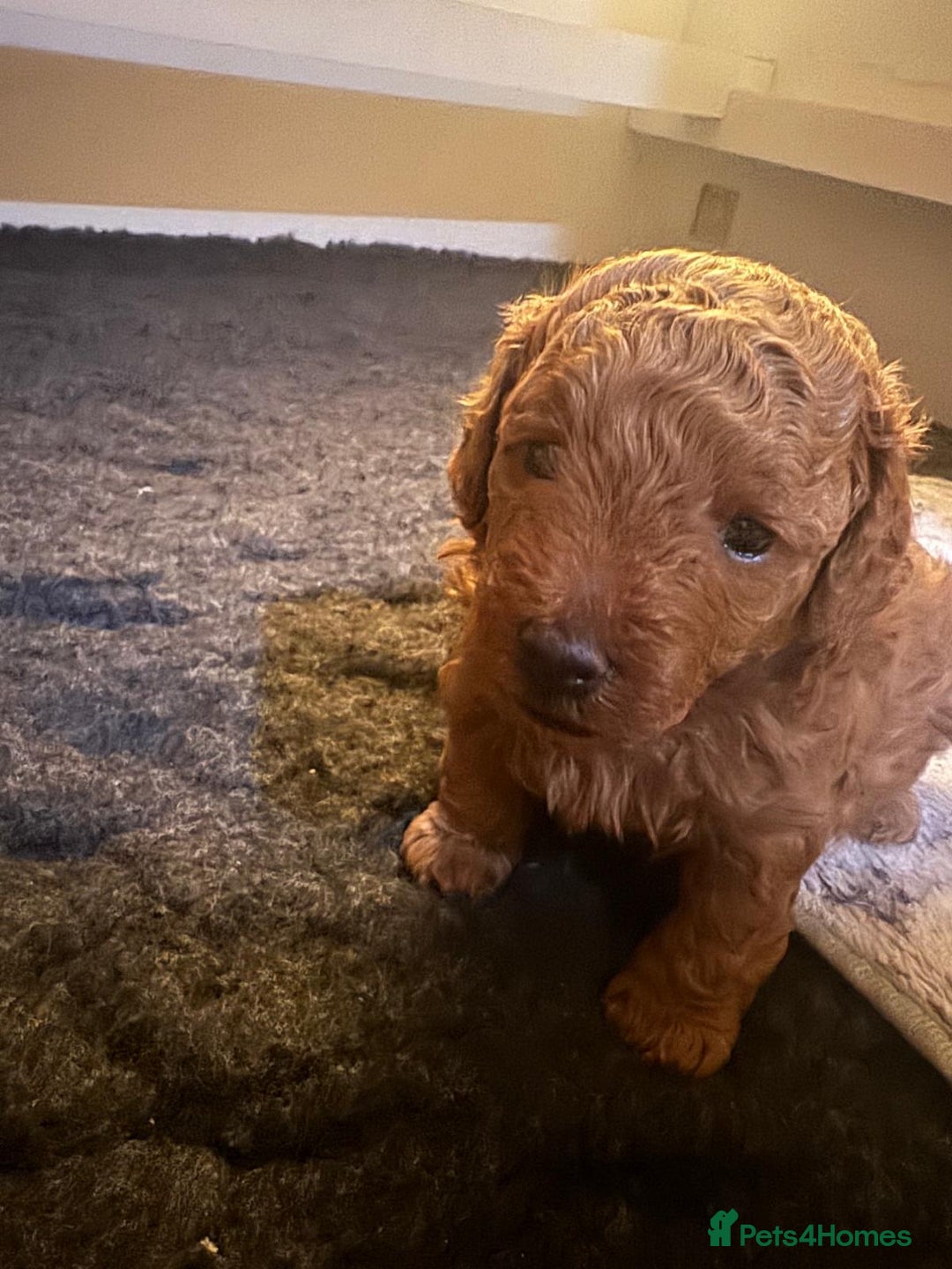Cavapoochon dogs for sale: 1 male Cavapoochon for sale! - Image 3