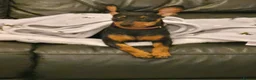 Miniature Pinscher dogs for sale: Female Miniature Pinscher 18 Months – Show Quality - Advert 4