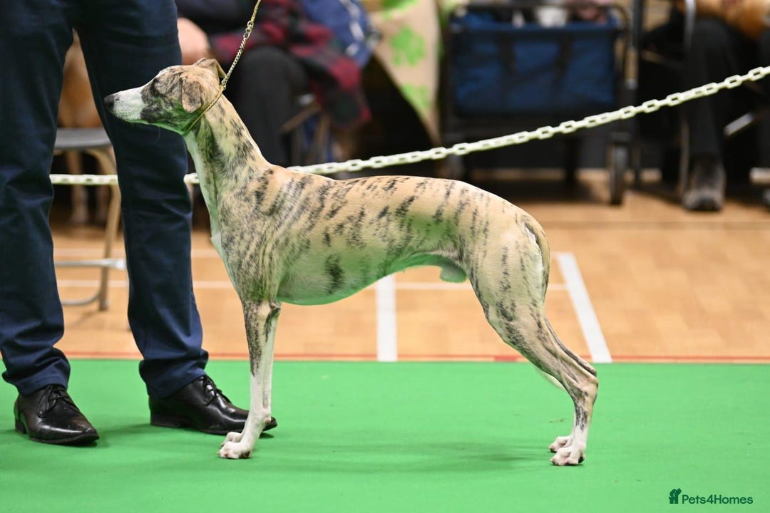 Whippet dogs for sale: Whippet boy - Advert 2