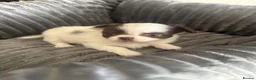 Chihuahua dogs for sale:  ❤️‍🔥KC Reg Party Colour Chihuahua Puppies❤️‍🔥  - Advert 13