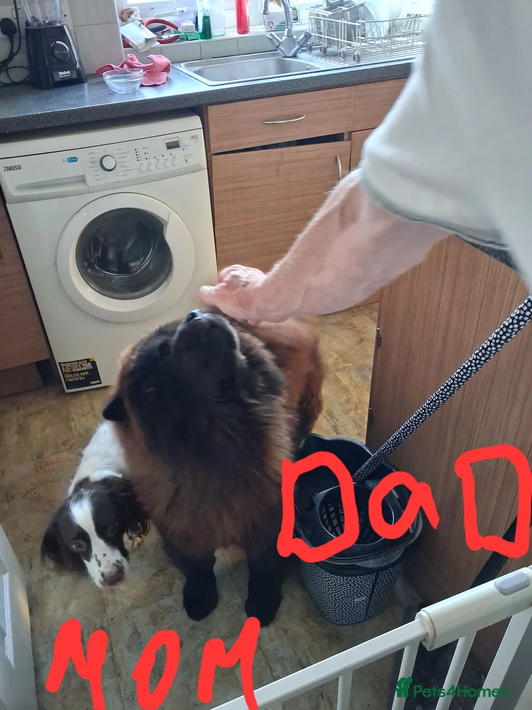 Mixed Breed dogs for sale: Puppy max - Advert 2