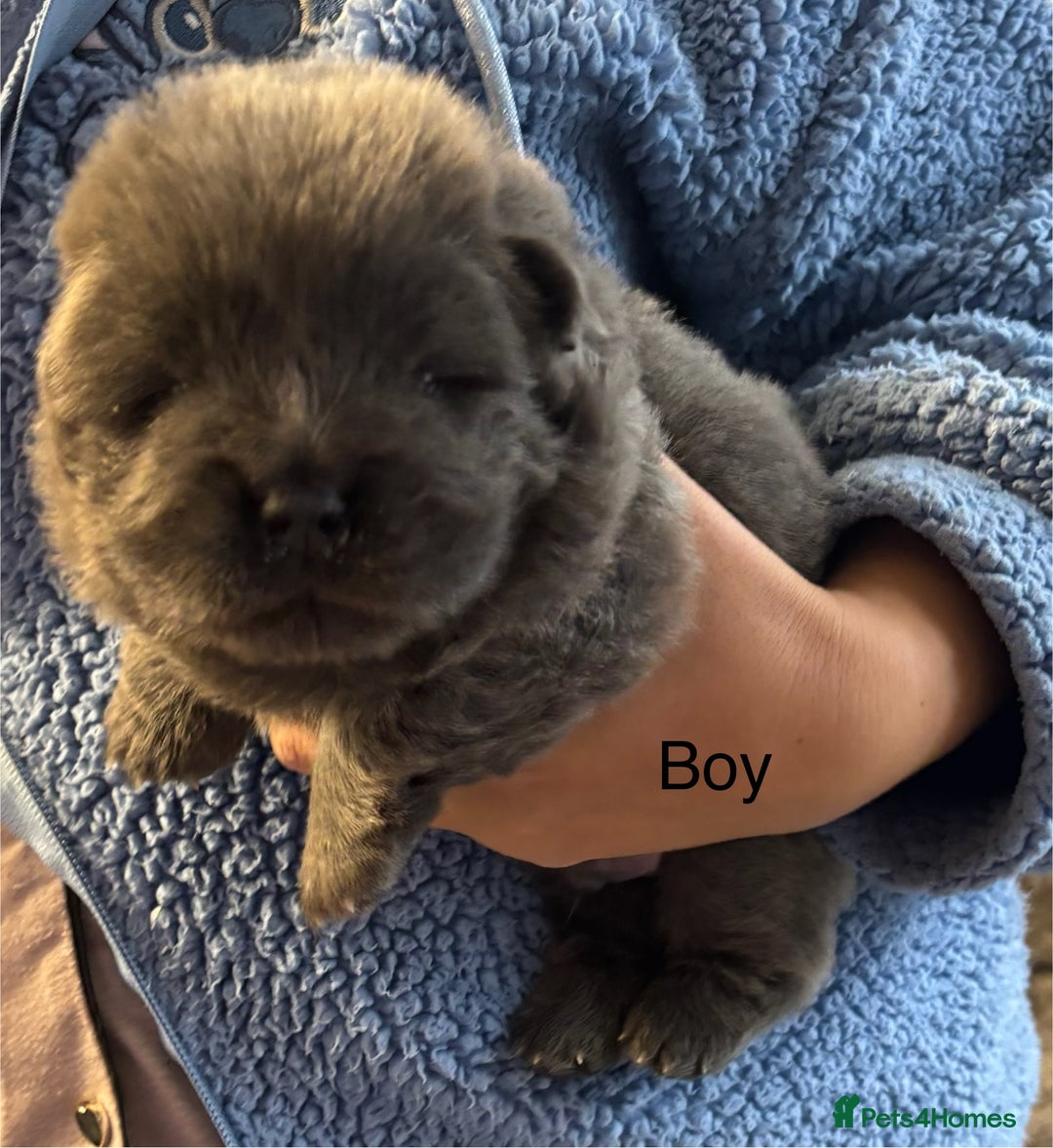 Chow Chow dogs for sale: Beautiful blue chow chow litter 💙 - Image 14