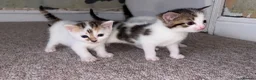 Mixed Breed cats for sale: 4 Kittens For Sale - Advert 10