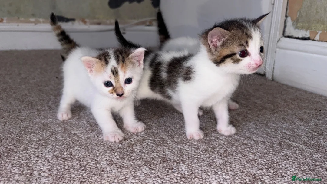 Mixed Breed cats for sale: 4 Kittens For Sale - Advert 10