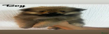 Pomeranian 5