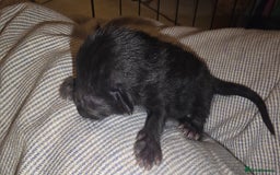 Siamese cats for sale: Siamese X British short hair  - Image 9