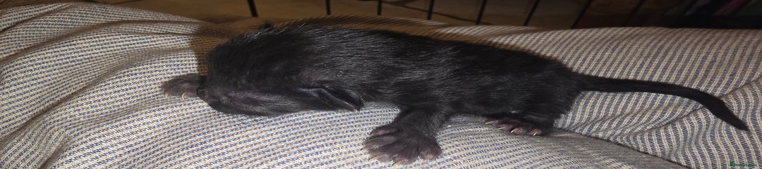 Siamese Kitten 6