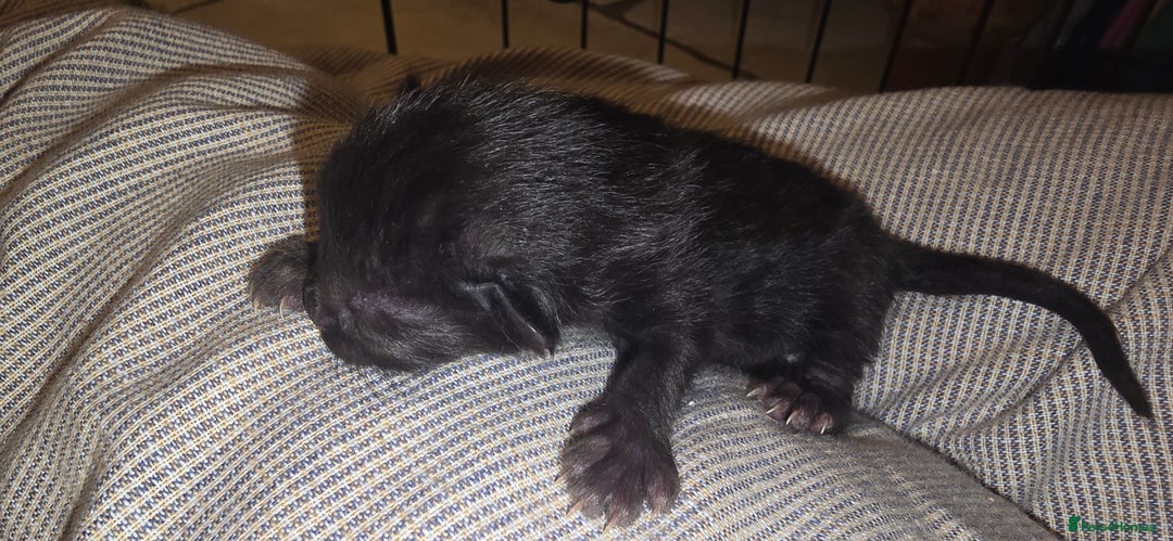 Siamese cats for sale: Siamese X British short hair  - Image 9