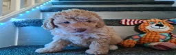 Mixed Breed dogs for sale: Absolutely stunning F1 poodle pups - Advert 7